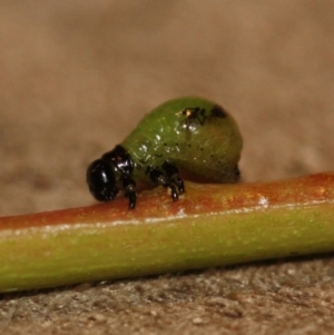 Chrysomelidae sp. (family) at Tathra, NSW - 27 Jan 2015 12:00 AM