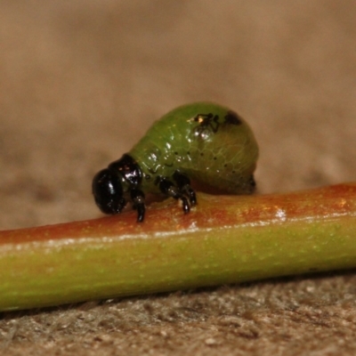 Chrysomelidae sp. (family) (Unidentified Leaf Beetle) at Tathra, NSW - 26 Jan 2015 by KerryVance