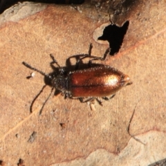 Lagriini sp. (tribe) (Unidentified lagriine darkling beetle) at Tathra, NSW - 29 Mar 2011 by KerryVance