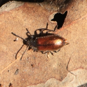 Lagriini sp. (tribe) at Tathra, NSW - 29 Mar 2011