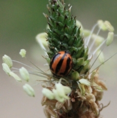 Micraspis frenata (Striped Ladybird) at Tathra, NSW - 1 Mar 2009 by KerryVance