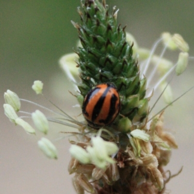 Micraspis frenata (Striped Ladybird) at Tathra, NSW - 28 Feb 2009 by KerryVance