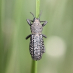 Talaurinus kirbii (Ground weevil) at Tathra, NSW - 7 May 2011 by KerryVance