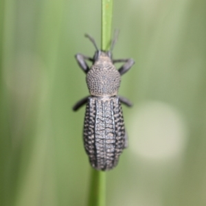 Talaurinus kirbii at Tathra, NSW - 7 May 2011