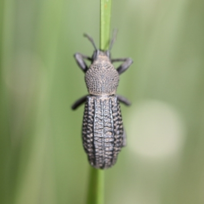 Talaurinus kirbii (Ground weevil) at Tathra, NSW - 7 May 2011 by KerryVance