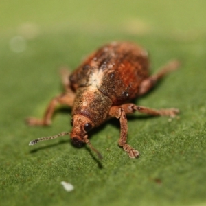 Gonipterus sp. (genus) at Tathra, NSW - 4 Aug 2012 05:55 PM