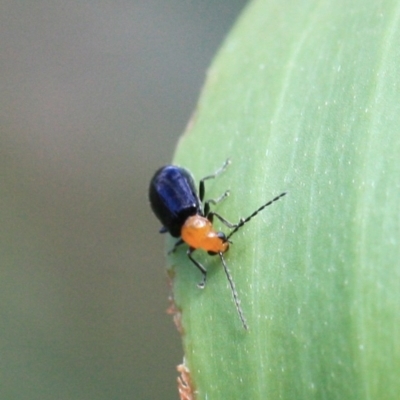 Chrysomelidae sp. (family) (Unidentified Leaf Beetle) at Tathra, NSW - 16 Apr 2013 by KerryVance