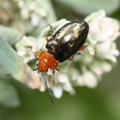 Lamprolina (genus) (Pittosporum leaf beetle) at Tathra, NSW - 4 Aug 2012 by KerryVance