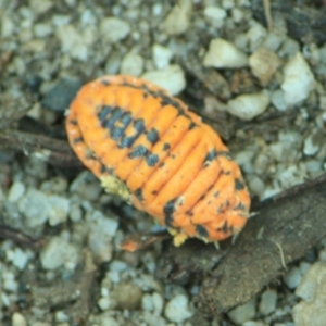 Monophlebulus sp. (genus) at Tathra, NSW - 14 May 2012