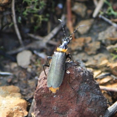 Chauliognathus lugubris (Plague Soldier Beetle) at Tathra, NSW - 22 Apr 2013 by KerryVance