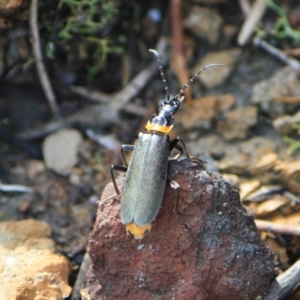 Chauliognathus lugubris at Tathra, NSW - 22 Apr 2013