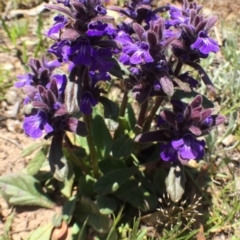 Ajuga australis (Austral Bugle) at QPRC LGA - 5 Nov 2016 by yellowboxwoodland