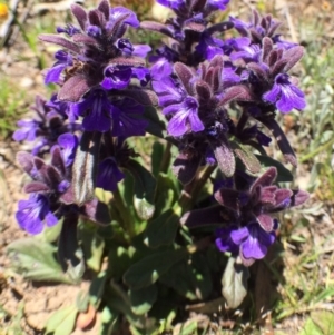 Ajuga australis at Bungendore, NSW - 5 Nov 2016 02:19 PM