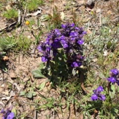 Ajuga australis at Bungendore, NSW - 5 Nov 2016 02:19 PM