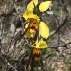 Diuris sulphurea (Tiger Orchid) at QPRC LGA - 5 Nov 2016 by yellowboxwoodland