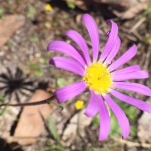 Calotis scabiosifolia var. integrifolia at Bungendore, NSW - 5 Nov 2016