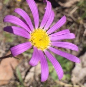 Calotis scabiosifolia var. integrifolia at Bungendore, NSW - 5 Nov 2016