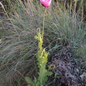 Papaver somniferum at Bonython, ACT - 28 Oct 2016