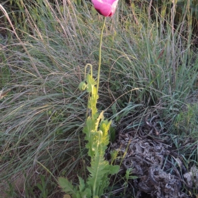 Papaver somniferum (Opium Poppy) at Bonython, ACT - 28 Oct 2016 by michaelb