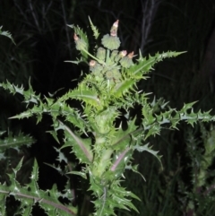 Sonchus asper (Prickly Sowthistle) at Point Hut to Tharwa - 28 Oct 2016 by michaelb