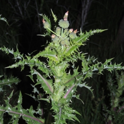 Sonchus asper (Prickly Sowthistle) at Paddys River, ACT - 28 Oct 2016 by MichaelBedingfield