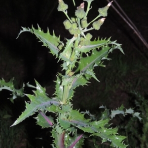 Sonchus asper at Paddys River, ACT - 28 Oct 2016 08:18 PM