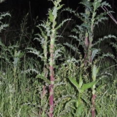 Sonchus asper at Paddys River, ACT - 28 Oct 2016 08:18 PM