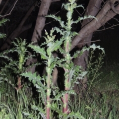 Sonchus asper at Paddys River, ACT - 28 Oct 2016 08:18 PM