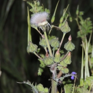 Sonchus asper at Paddys River, ACT - 28 Oct 2016 08:18 PM