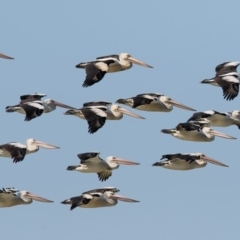 Pelecanus conspicillatus (Australian Pelican) at Wallagoot, NSW - 1 Nov 2016 by Leo