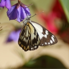 Belenois java (Caper White) at Acton, ACT - 4 Nov 2016 by roymcd