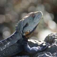 Intellagama lesueurii howittii (Gippsland Water Dragon) at ANBG - 4 Nov 2016 by roymcd