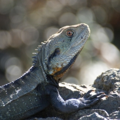 Intellagama lesueurii howittii (Gippsland Water Dragon) at Acton, ACT - 4 Nov 2016 by roymcd