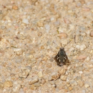 Trapezites phigalioides at Paddys River, ACT - 28 Nov 2015 02:34 PM