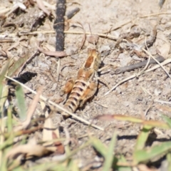 Brachyexarna lobipennis (Stripewinged meadow grasshopper) at Red Hill, ACT - 30 Dec 2015 by roymcd