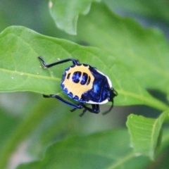 Scutiphora pedicellata (Metallic Jewel Bug) at Tathra Public School - 28 Dec 2008 by KerryVance