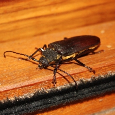 Paroplites australis (Banksia longhorn beetle) at Tathra Public School - 9 Jan 2010 by KerryVance