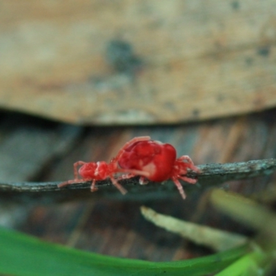 Trombidiidae (family) (Red velvet mite) at Tathra, NSW - 5 May 2012 by KerryVance