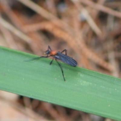 Plecia dimidiata (Lovebug) at Tathra, NSW - 8 Oct 2012 by KerryVance