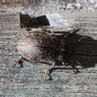 Lepispilus sp. (genus) (Yellow-spotted darkling beetle) at Tathra, NSW - 29 Dec 2008 by KerryVance