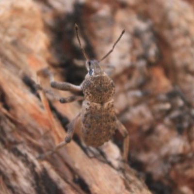 Psapharus sp. (Weevil) at Bournda National Park - 30 Dec 2008 by KerryVance