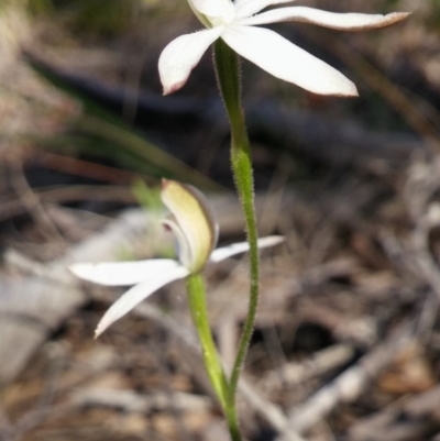 Caladenia moschata (Musky Caps) at Point 5830 - 3 Nov 2016 by petaurus