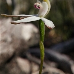 Caladenia moschata at Undefined Area - suppressed