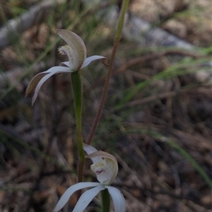 Caladenia moschata at Undefined Area - suppressed