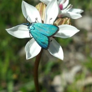 Pollanisus viridipulverulenta at Kambah, ACT - 5 Nov 2016