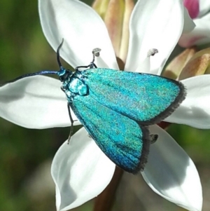 Pollanisus viridipulverulenta at Kambah, ACT - 5 Nov 2016 12:00 AM