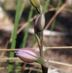 Thelymitra juncifolia (Dotted Sun Orchid) at Aranda, ACT - 3 Nov 2016 by petaurus