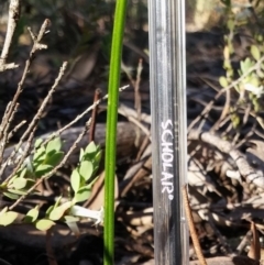 Thelymitra (Genus) (Sun Orchid) at Point 5830 - 3 Nov 2016 by petaurus