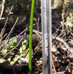 Thelymitra sp. (A Sun Orchid) at Aranda, ACT - 3 Nov 2016 by petaurus