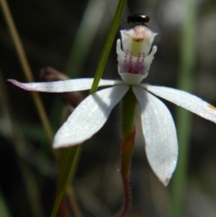 Caladenia moschata (Musky Caps) at Black Mountain - 3 Nov 2016 by petaurus